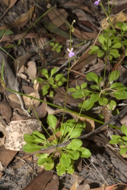 APII jpeg image of Stylidium semipartitum  © contact APII