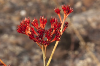 APII jpeg image of Haemodorum coccineum  © contact APII