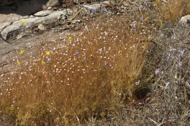 APII jpeg image of Stylidium ericksoniae  © contact APII