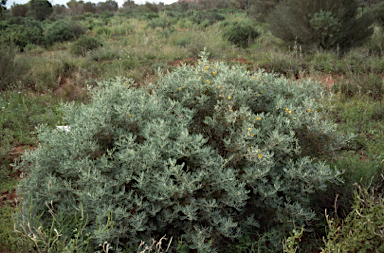 APII jpeg image of Senna artemisioides subsp. sturtii  © contact APII