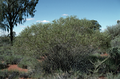 APII jpeg image of Acacia ligulata  © contact APII