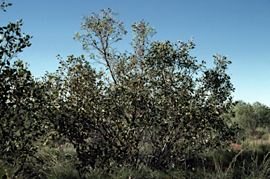 APII jpeg image of Eucalyptus oxymitra  © contact APII