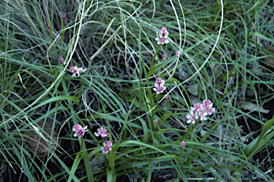 APII jpeg image of Wurmbea centralis subsp. centralis  © contact APII