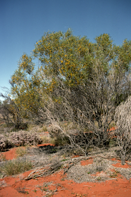 APII jpeg image of Acacia ligulata  © contact APII