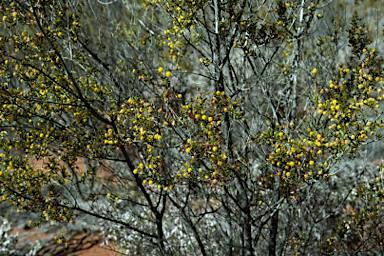 APII jpeg image of Acacia maitlandii  © contact APII