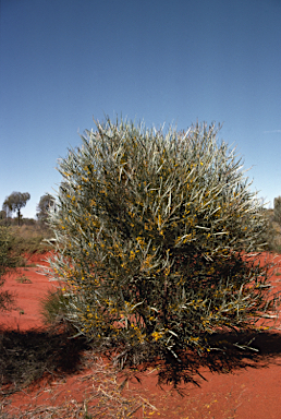 APII jpeg image of Acacia ammobia  © contact APII