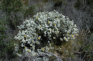 APII jpeg image of Senna artemisioides subsp. helmsii  © contact APII