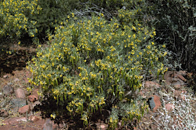 APII jpeg image of Senna artemisioides subsp. artemisioides  © contact APII