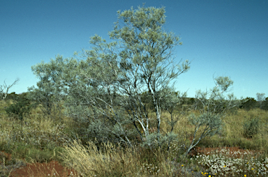 APII jpeg image of Acacia murrayana  © contact APII