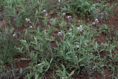 APII jpeg image of Ptilotus helipteroides  © contact APII