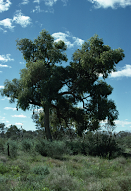 APII jpeg image of Corymbia terminalis  © contact APII