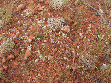 APII jpeg image of Gomphrena leptoclada subsp. leptoclada  © contact APII