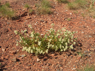 APII jpeg image of Ptilotus auriculifolius  © contact APII