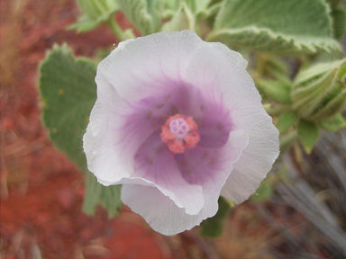 APII jpeg image of Hibiscus sp. Gurinbiddy Range (M.E.Trudgen 15708)  © contact APII