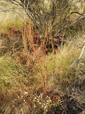 APII jpeg image of Amaranthus cuspidifolius  © contact APII