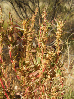 APII jpeg image of Amaranthus cuspidifolius  © contact APII