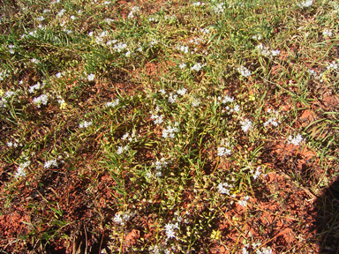 APII jpeg image of Lepidium echinatum  © contact APII