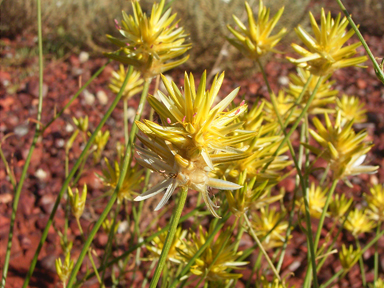 APII jpeg image of Ptilotus gaudichaudii subsp. gaudichaudii  © contact APII