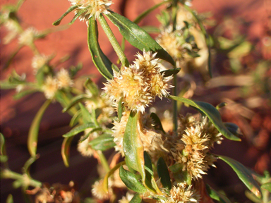 APII jpeg image of Alternanthera angustifolia  © contact APII