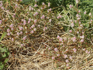 APII jpeg image of Ptilotus gomphrenoides  © contact APII