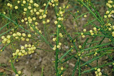 APII jpeg image of Acacia alata  © contact APII