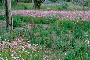 APII jpeg image of Rhodanthe manglesii  © contact APII