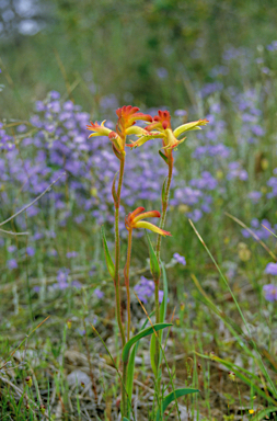 APII jpeg image of Anigozanthos humilis  © contact APII