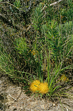 APII jpeg image of Banksia tridentata  © contact APII