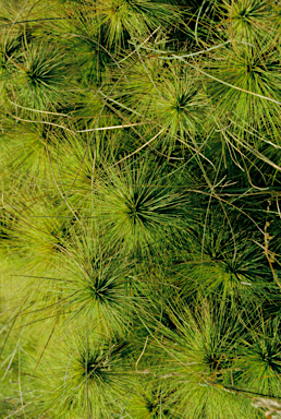 APII jpeg image of Spinifex longifolius  © contact APII