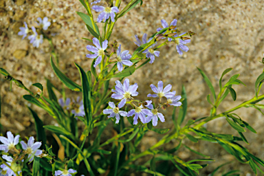 APII jpeg image of Scaevola porocarya  © contact APII