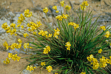 APII jpeg image of Conostylis aculeata  © contact APII