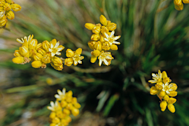 APII jpeg image of Conostylis aculeata  © contact APII