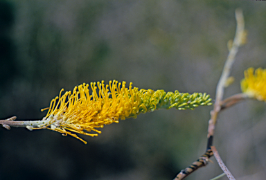 APII jpeg image of Grevillea eriostachya  © contact APII