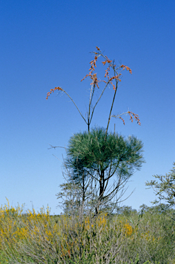 APII jpeg image of Grevillea leucopteris  © contact APII