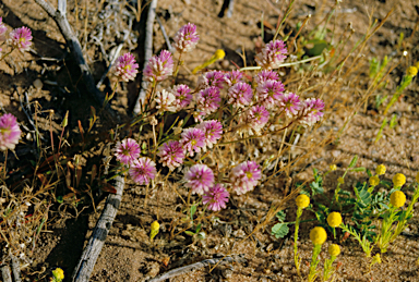 APII jpeg image of Calocephalus francisii  © contact APII