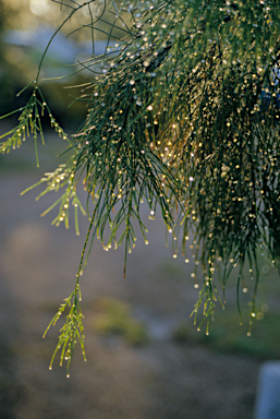 APII jpeg image of Allocasuarina lehmanniana  © contact APII