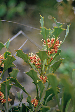 APII jpeg image of Hakea neospathulata  © contact APII