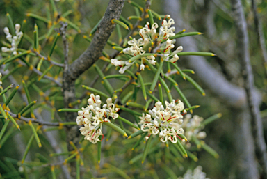 APII jpeg image of Hakea recurva  © contact APII