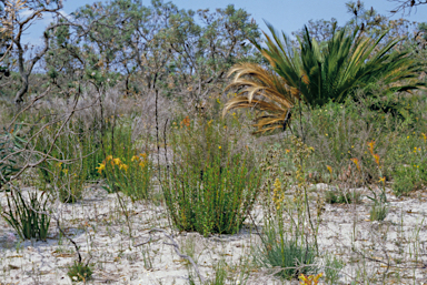 APII jpeg image of Anigozanthos humilis  © contact APII