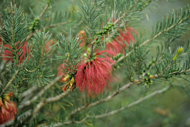 APII jpeg image of Calothamnus quadrifidus  © contact APII