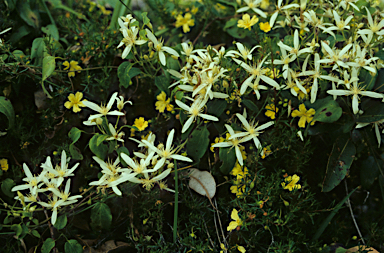 APII jpeg image of Clematis pubescens  © contact APII