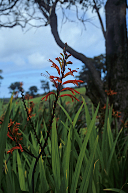 APII jpeg image of Crocosmia x crocosmiiflora  © contact APII