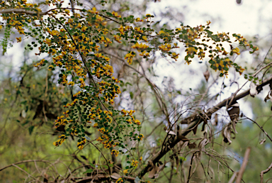 APII jpeg image of Bossiaea aquifolium subsp. laidlawiana  © contact APII