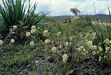 APII jpeg image of Pimelea sylvestris  © contact APII