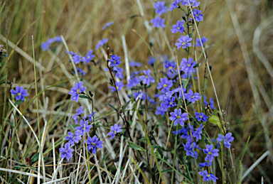 APII jpeg image of Goodenia coerulea  © contact APII