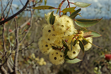 APII jpeg image of Eucalyptus marginata  © contact APII