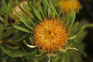 APII jpeg image of Banksia formosa  © contact APII