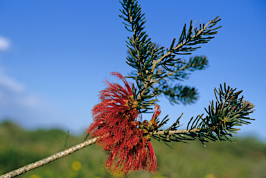 APII jpeg image of Calothamnus quadrifidus  © contact APII