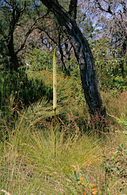 APII jpeg image of Xanthorrhoea preissii  © contact APII