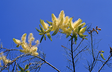 APII jpeg image of Grevillea leucopteris  © contact APII